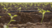 Rivulis_Brawley-26-931x517